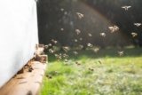 Solar Bee Farms Swarm with Opportunities